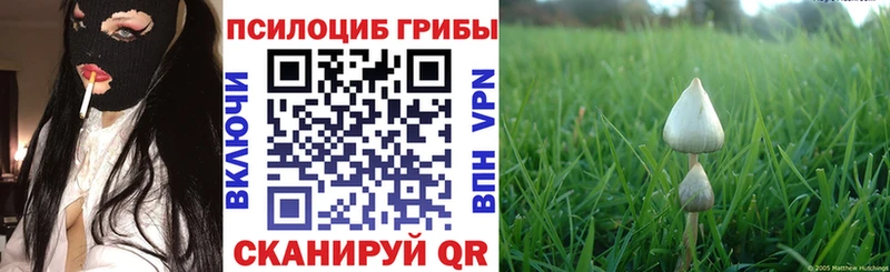 Купить где  Перевоз  Псилоцибиновые грибы MAGIC MUSHROOMS 